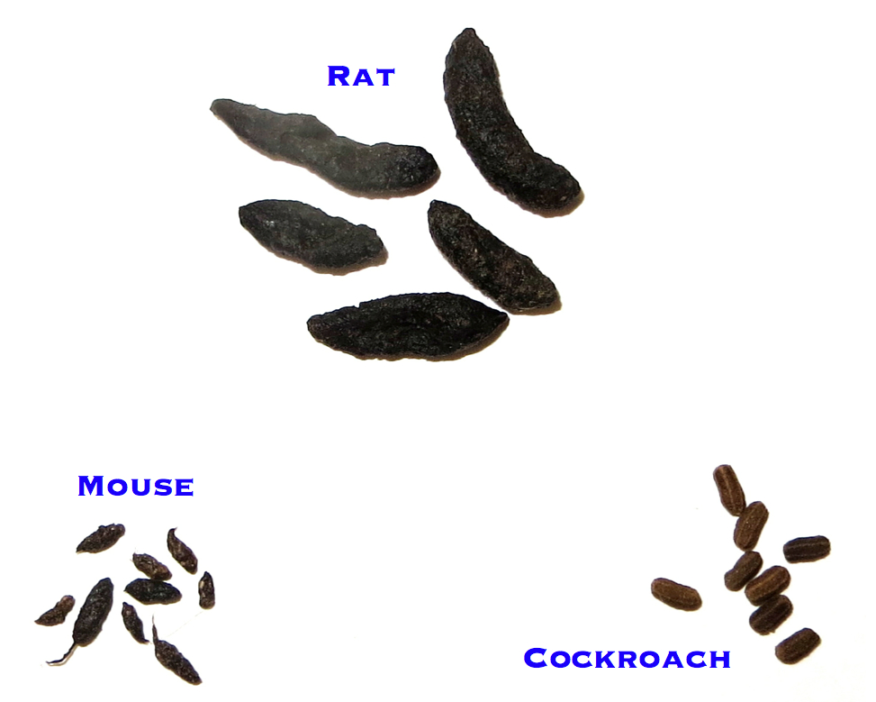 Types of Rodent Feces