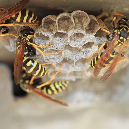 Bee / Wasp Control