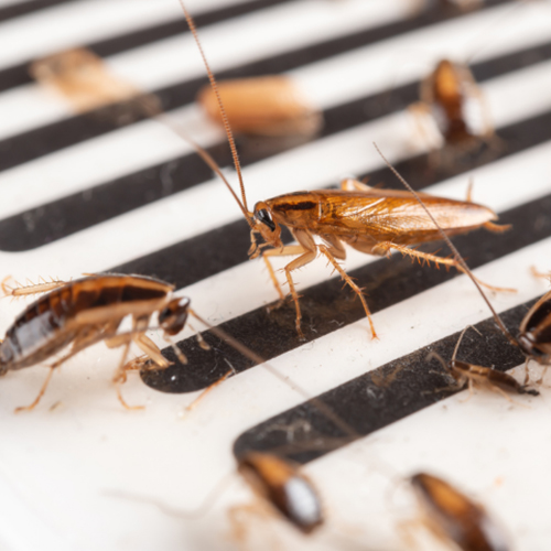 Cockroaches